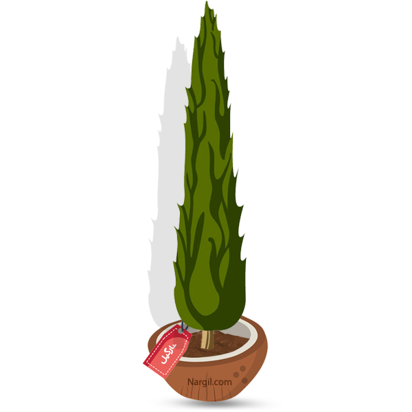  Nargil - Italian Cypress